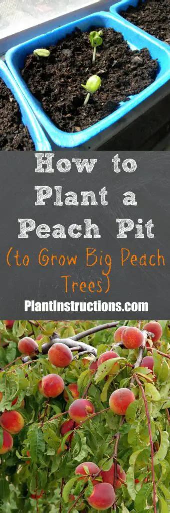 How to Plant a Peach Pit - Plant Instructions