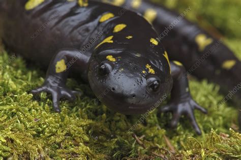 Spotted salamander - Stock Image - C055/0232 - Science Photo Library