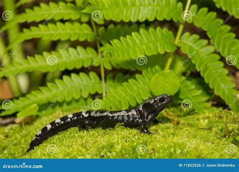 Marbled Salamander stock photo. Image of beautiful, life - 71822526