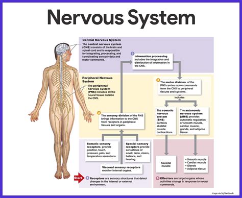 Nervous System Anatomy and Physiology | Nervous system anatomy, Nervous system, Nervous system ...