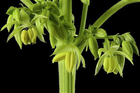 Male Cannabis Sativa Plant #1 Photograph by Antonio Romero/science Photo Library - Pixels