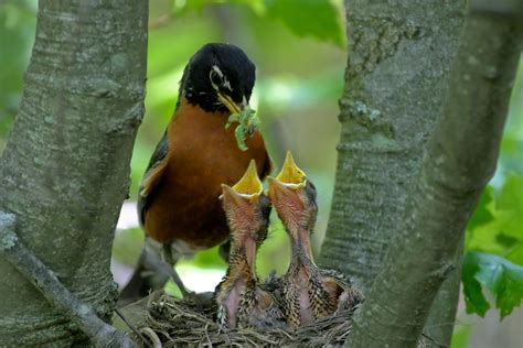 Robin feeding babies by ZingZama on DeviantArt