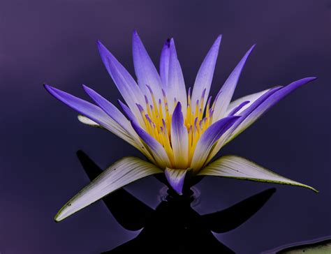 Egyptian Lotus Flower Photo | Louis Dallara Photography