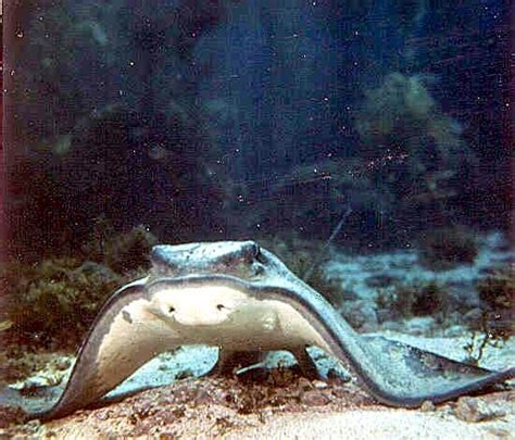 Bat Ray – "OCEAN TREASURES" Memorial Library