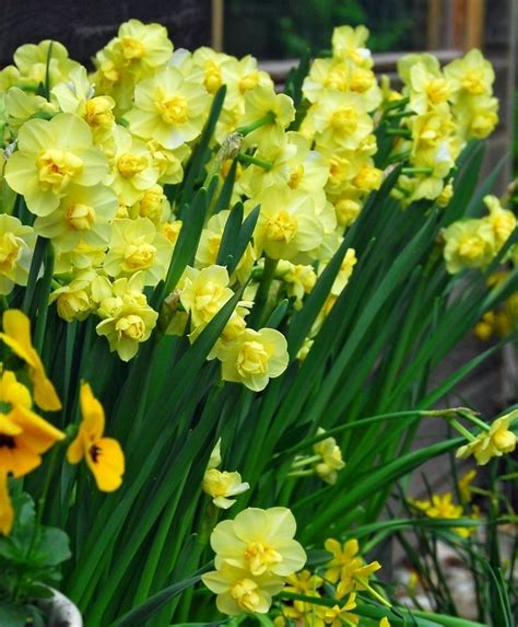 Narcissus Yellow Cheerfulness - Flower Bulb Index | Bulb flowers ...