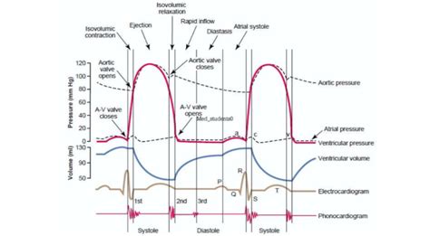 Diagram of Cardiac Cycle - Wiggers Diagram of Heart Activity | Quizlet