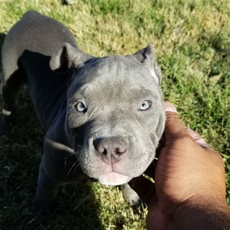 American Bully Puppies For Sale | Columbus, OH #289747