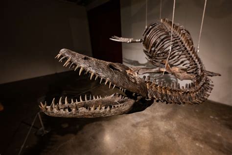 This is how much Sotheby's expects a pair of dinosaur fossils to ...