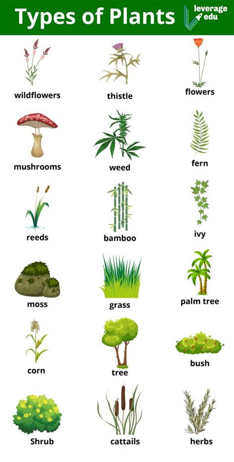 different types of plants and their names