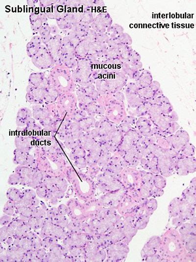 Sublingual Salivary Gland Histology Labeled