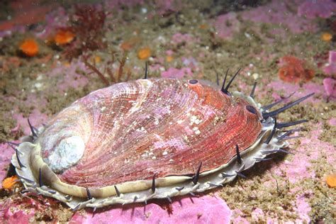 CCGP — Haliotis rufescens (Red Abalone)