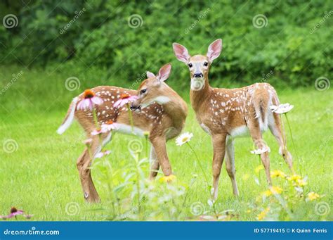 Twin White Tailed Deer Fawns Stock Photo - Image: 57719415