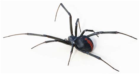 Black Widow Spider : 5 Amazing Facts