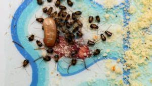 What Does A Roach Nest Look Like? (4 Ways To Avoid Them)