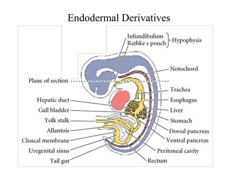 PPT - Organogenesis II: Endodermal Organs PowerPoint Presentation, free ...