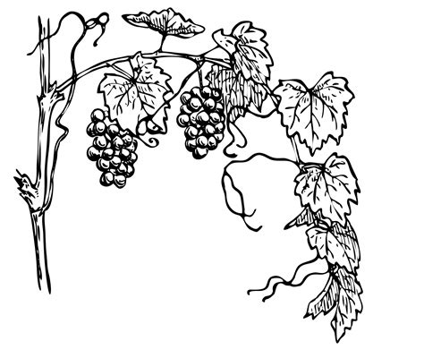 Grapevine Clipart Illustration Free Stock Photo - Public Domain Pictures