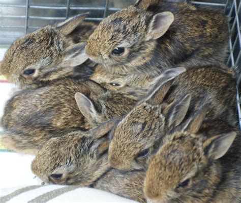 Caring for Abandoned Wild Baby Bunnies - My Wildlife Rescue