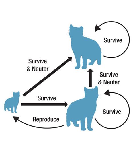 Population Dynamics | Tyler Flockhart | Solutions for complex ...