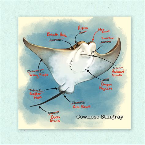 Stingray Anatomy Diagram