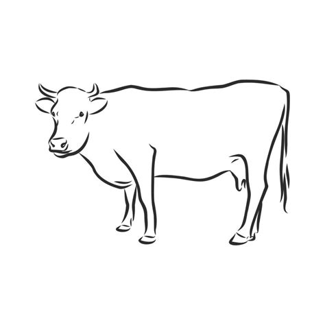 cow vector sketch 11093201 Vector Art at Vecteezy