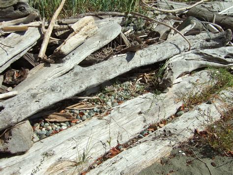 Reading the Washington Landscape: Northern Alligator Lizard Habitat at Discovery Bay