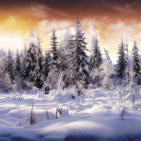 Winter Forest 1080x1080 Wallpapers - Wallpaper Cave