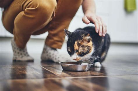 5 Ways to Take Care of a Cat at Home