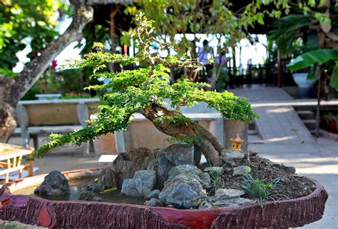 The 5 Basic Bonsai Tree Shaping Styles