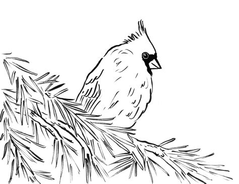 high detailed beautiful cardinal coloring page