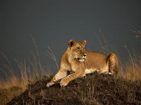 Male Lion Hunting Zebra