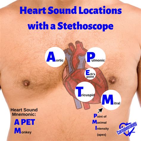 How to Use a Stethoscope - Caregiverology | Nurse teaching, Medical ...