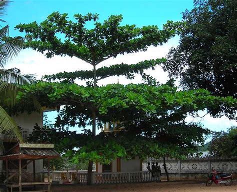 More Tree Pictures in Cambodia.