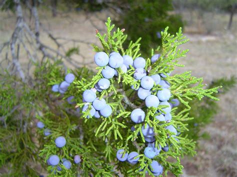 Juniper, Juniperus - Wildflower School of Botanical Medicine