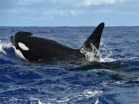 Scientist witness killer whales attacking blue whale for the first time : NPR