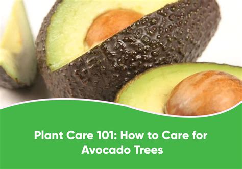 Plant Care 101: How to Care for Avocado Trees | Everglades Farm