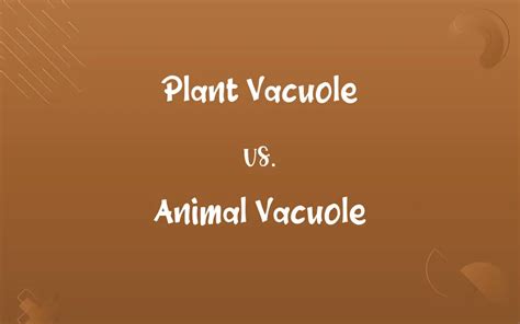 Plant Vacuole vs. Animal Vacuole: Know the Difference