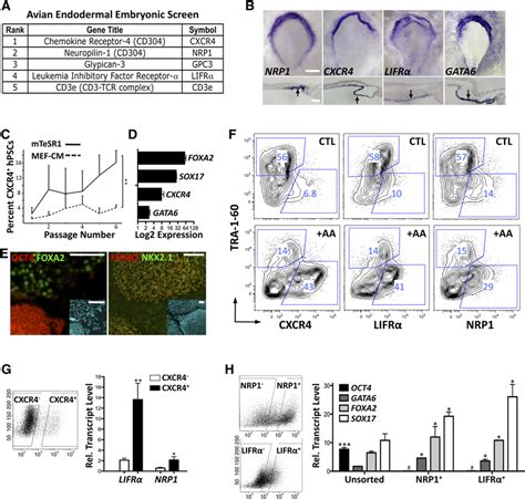 Evaluation of novel endoderm markers in the embryo and in human ...