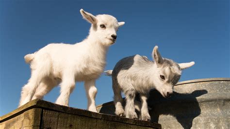 Get to know: The Pygmy Goat