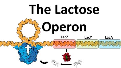 Lac Operon Animation