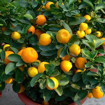 Kumquat Varieties: 4 Delicious Ones