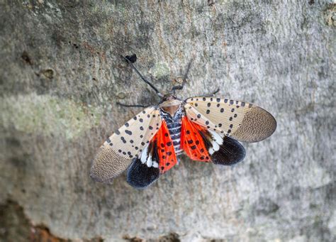 Residents in the Northeast being urged to destroy invasive insect that ...