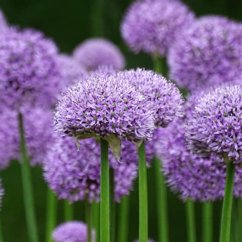 Purple allium - Muddy Trowel