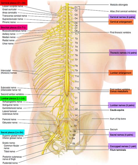 Spinal Cord And Spinal Nerves Diagram