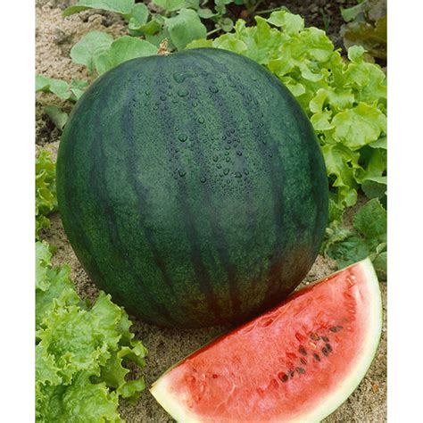 Florida Giant Watermelon Seeds – NE SEED