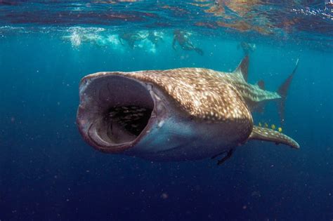 Basking Shark Vs Whale Shark : Undiscovered Secrets | Ouachitaouachitaadventures.com