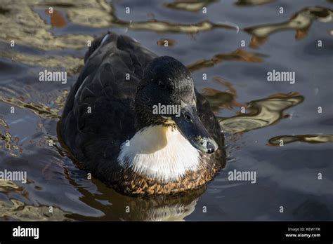 'Manky Mallard' - irregular colouring of mallard duck Stock Photo - Alamy