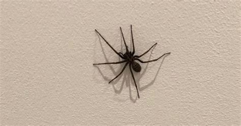 Giant House Spider Size