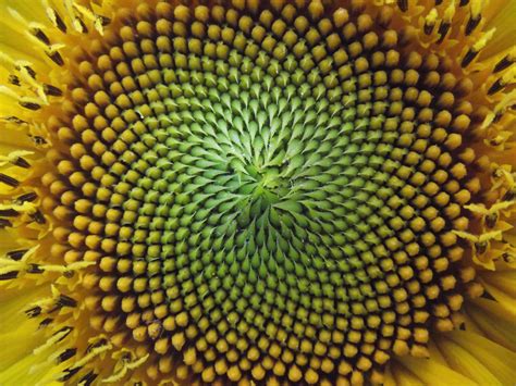 File:Fibonacci spiral.jpg - Wikimedia Commons