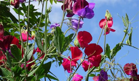 Sweet Pea Flower: How to Grow, Care, And Benefits