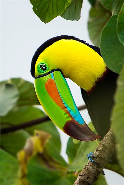 Keel billed toucan - ploratrail